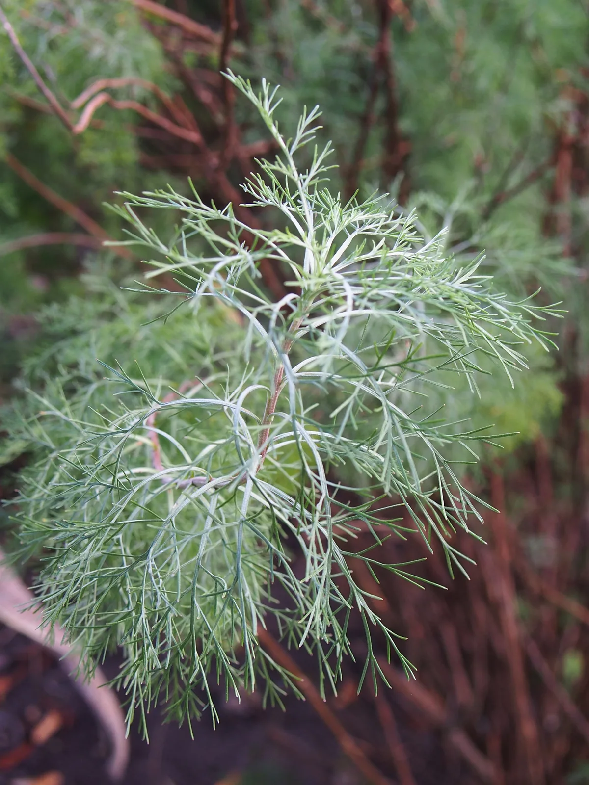 Southernwood (Artemisia abrotanum)