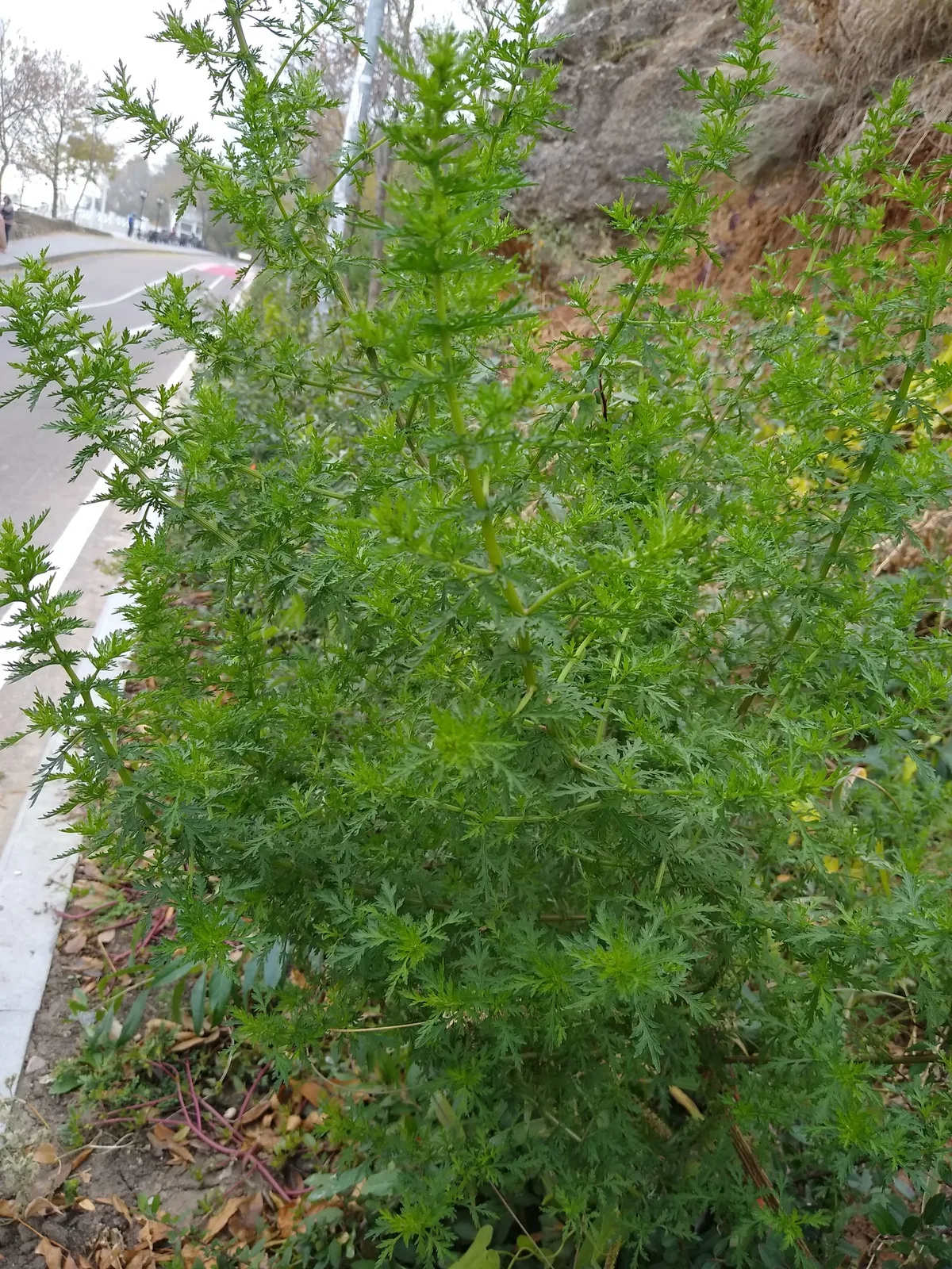 Sweet Annie (Artemisia annua)