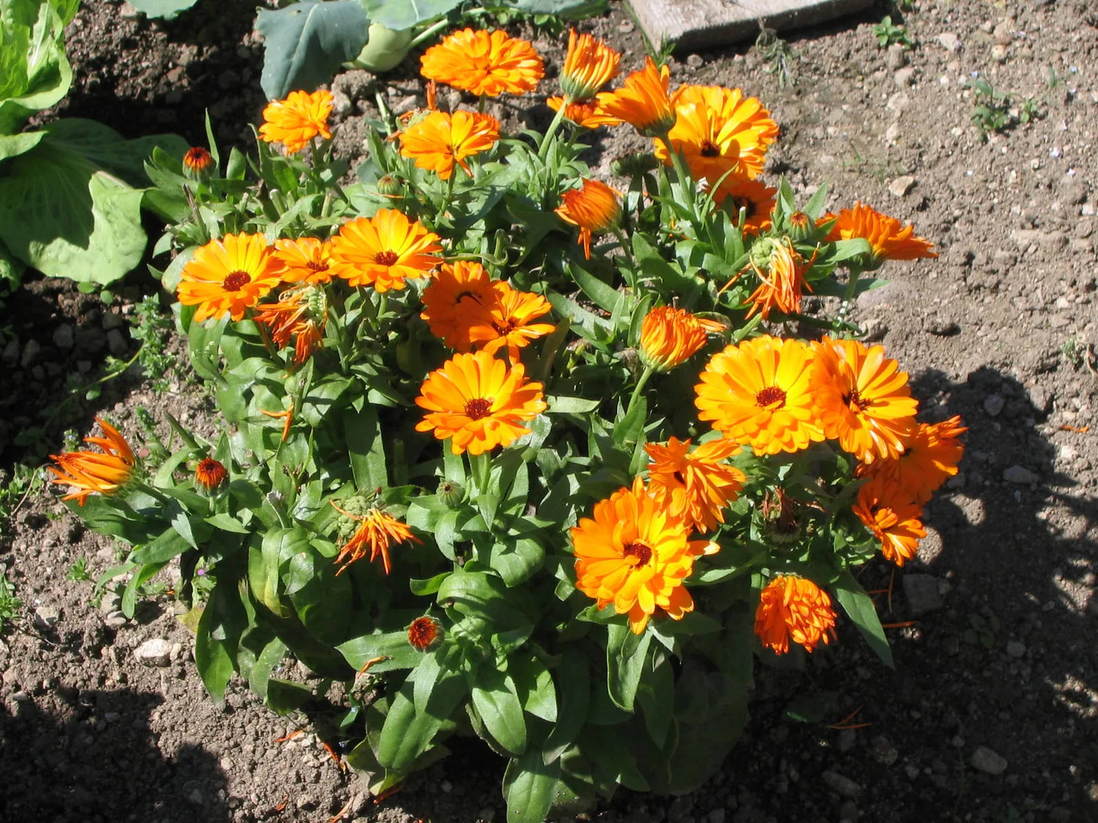 Calendula (Calendula officinalis)