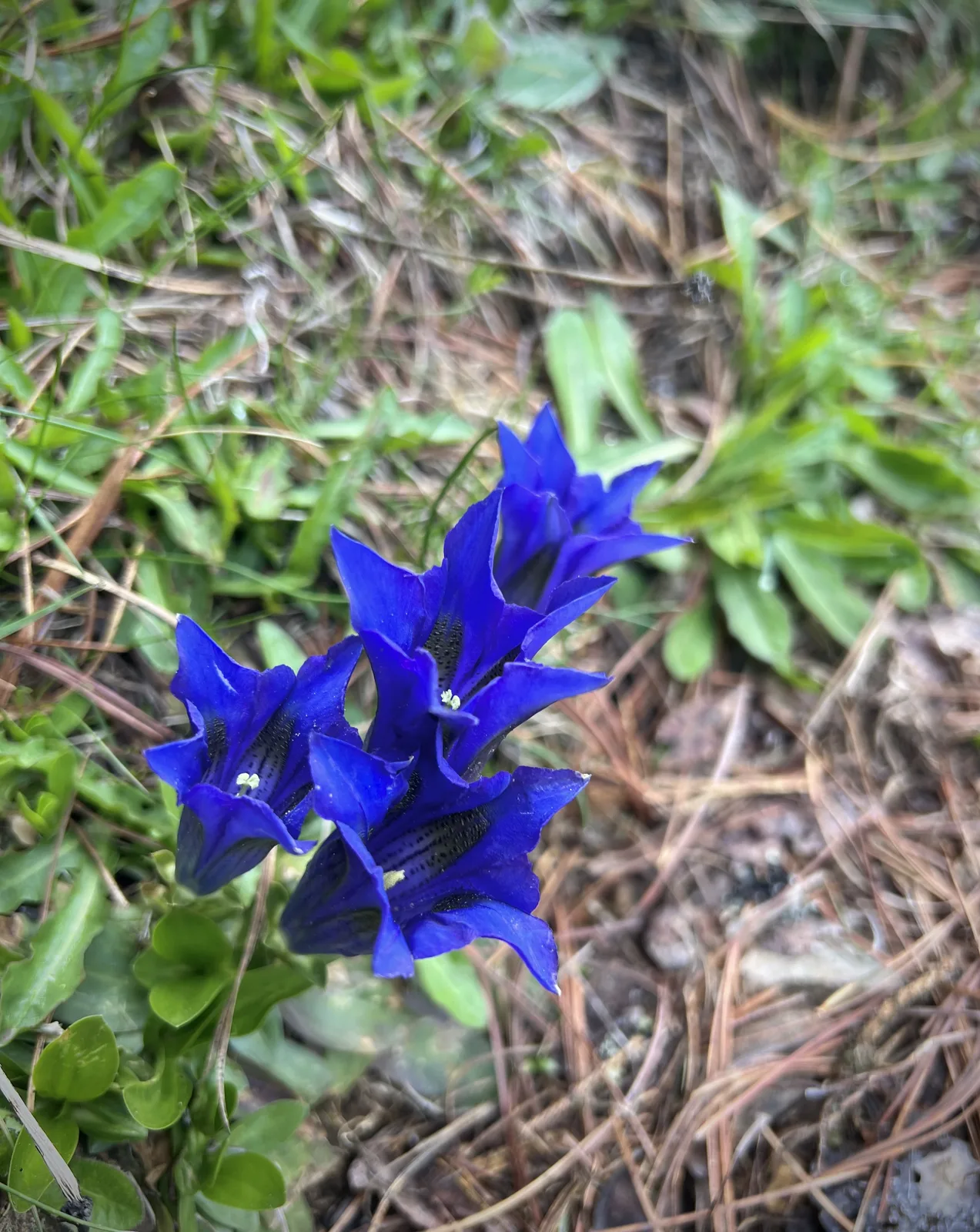 Alpine Gentian (Gentiana alpina)
