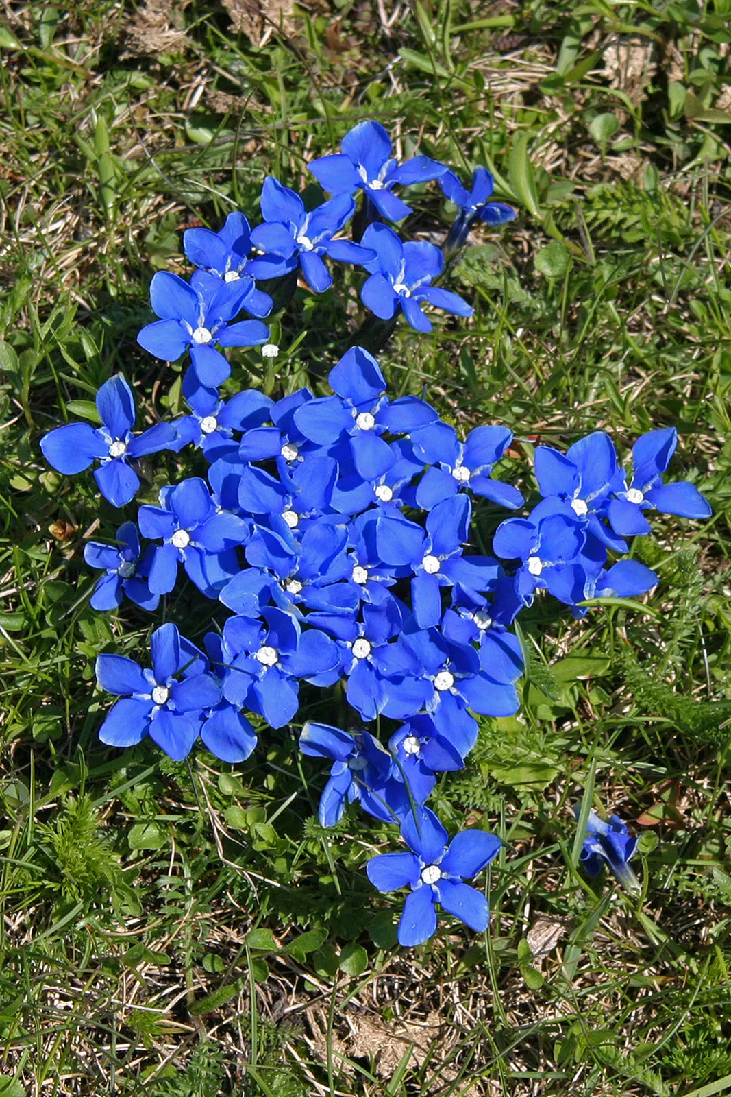 Snow Gentian (Gentiana nivalis)