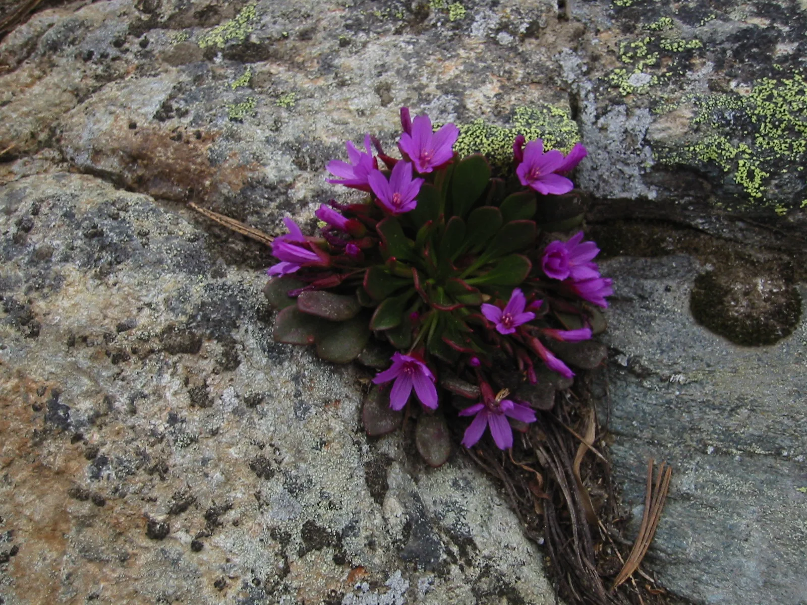 Alpine Springbeauty
