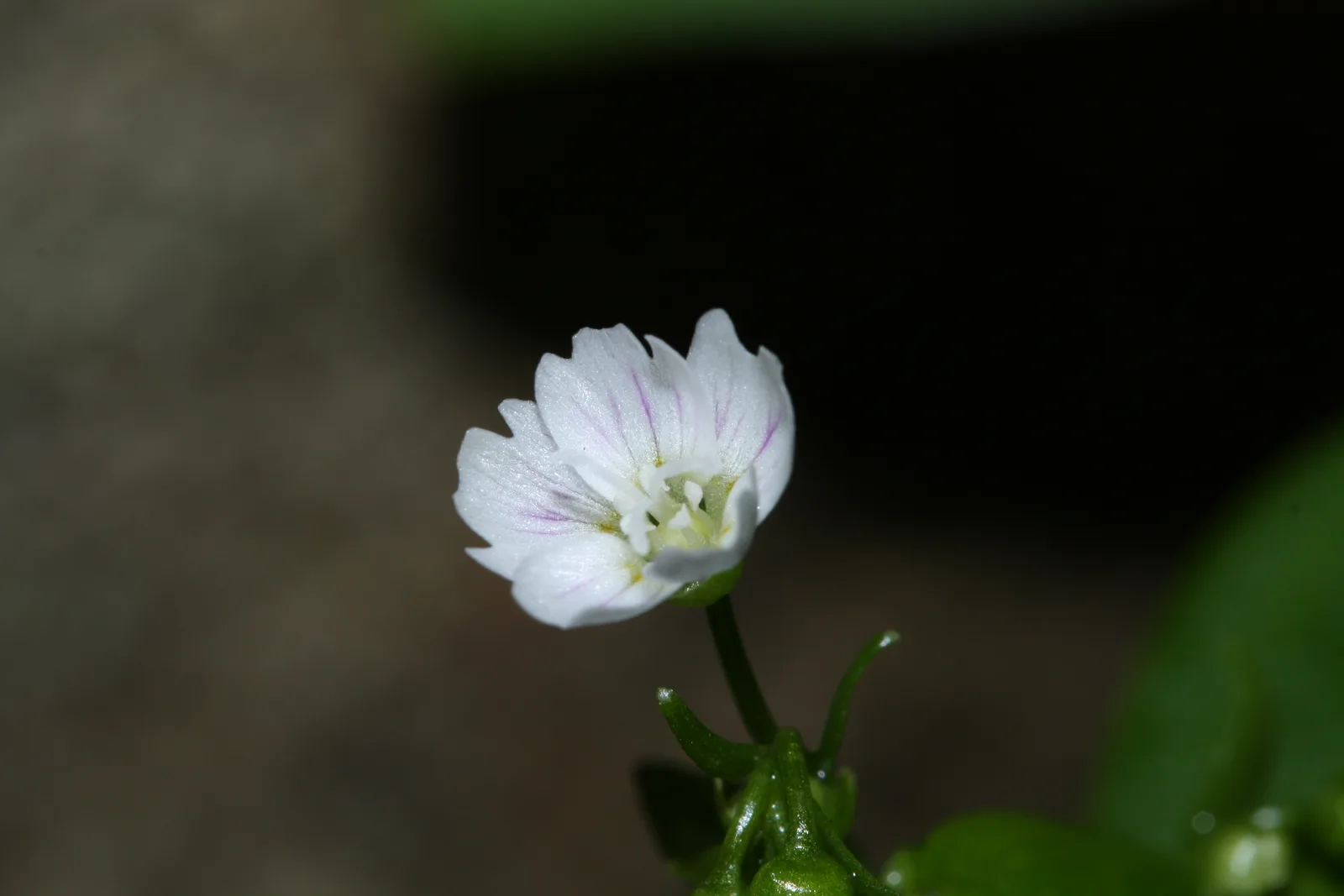 Siberian Springbeauty (Claytonia sibirica)