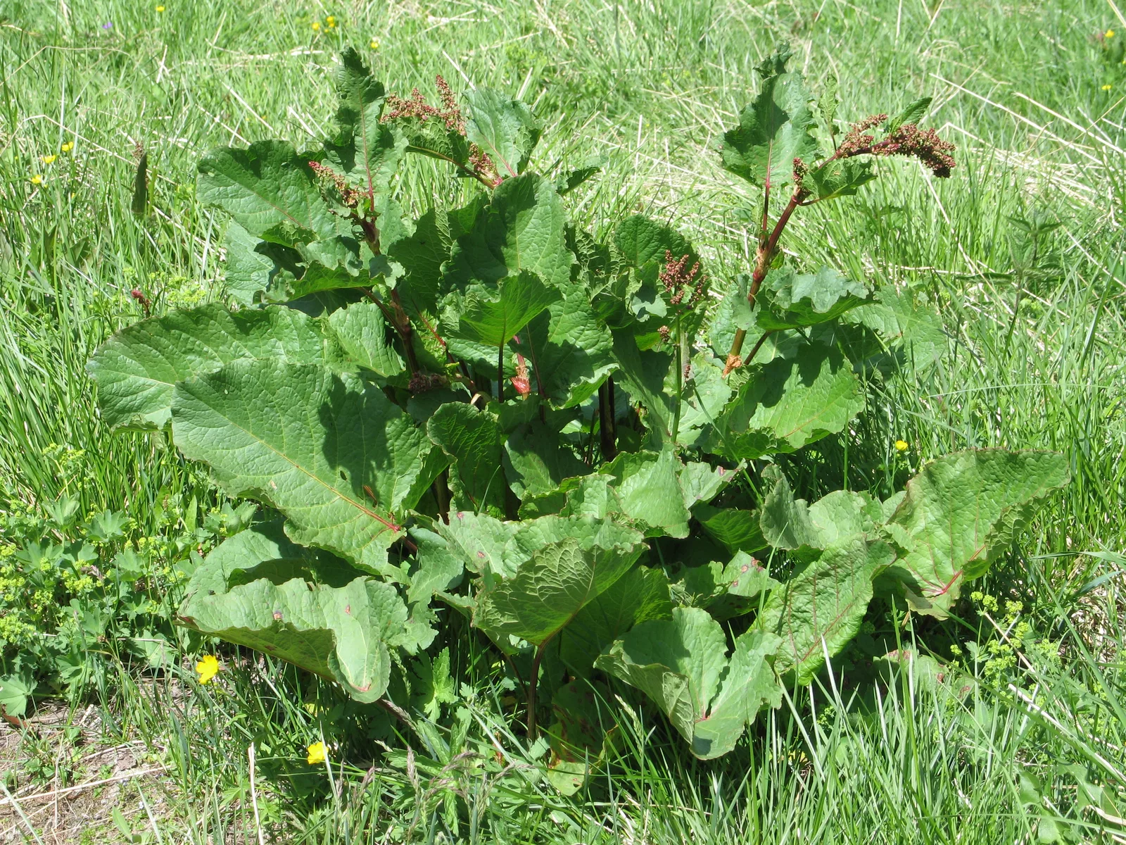 Alpine Dock (Rumex alpinus)