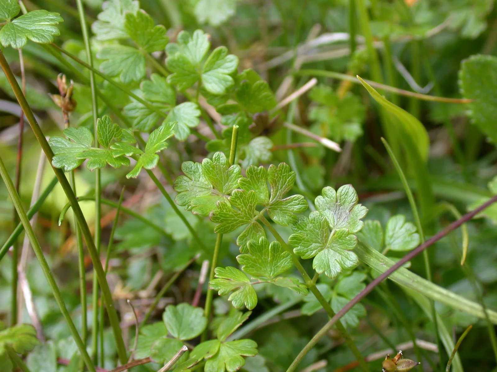 Alpine Meadow Rue