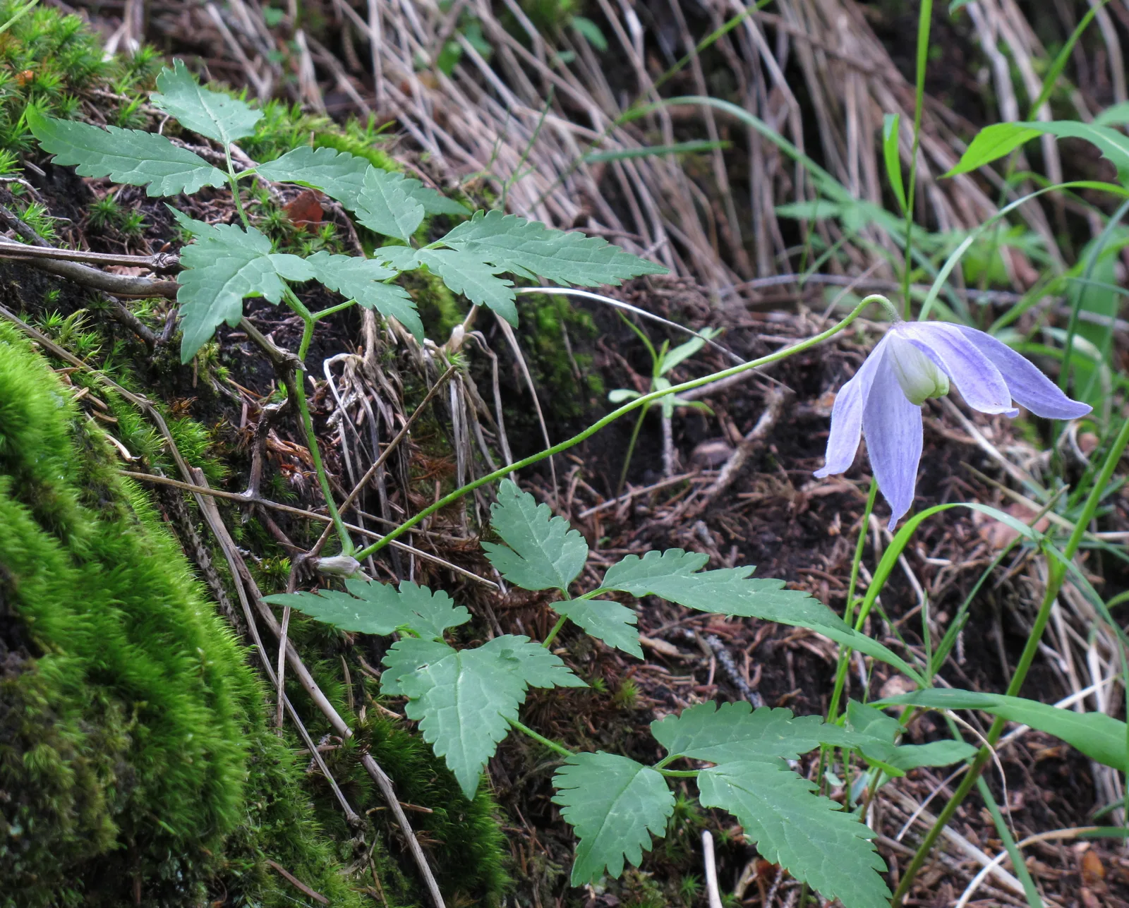 Alpine Clematis