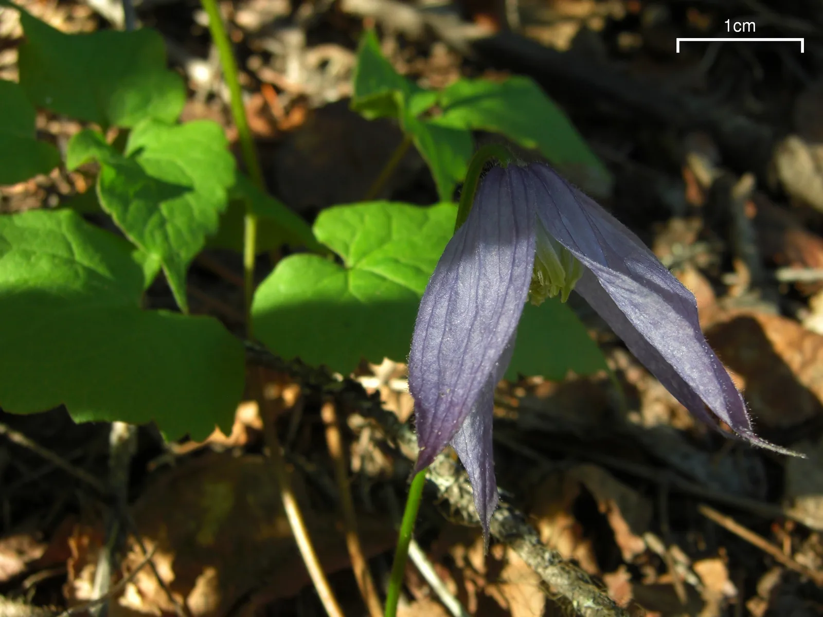 Western Clematis