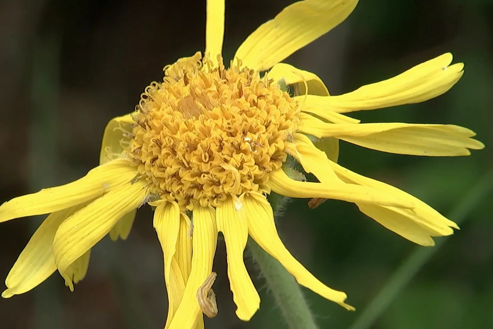 Mountain Arnica (Arnica montana)