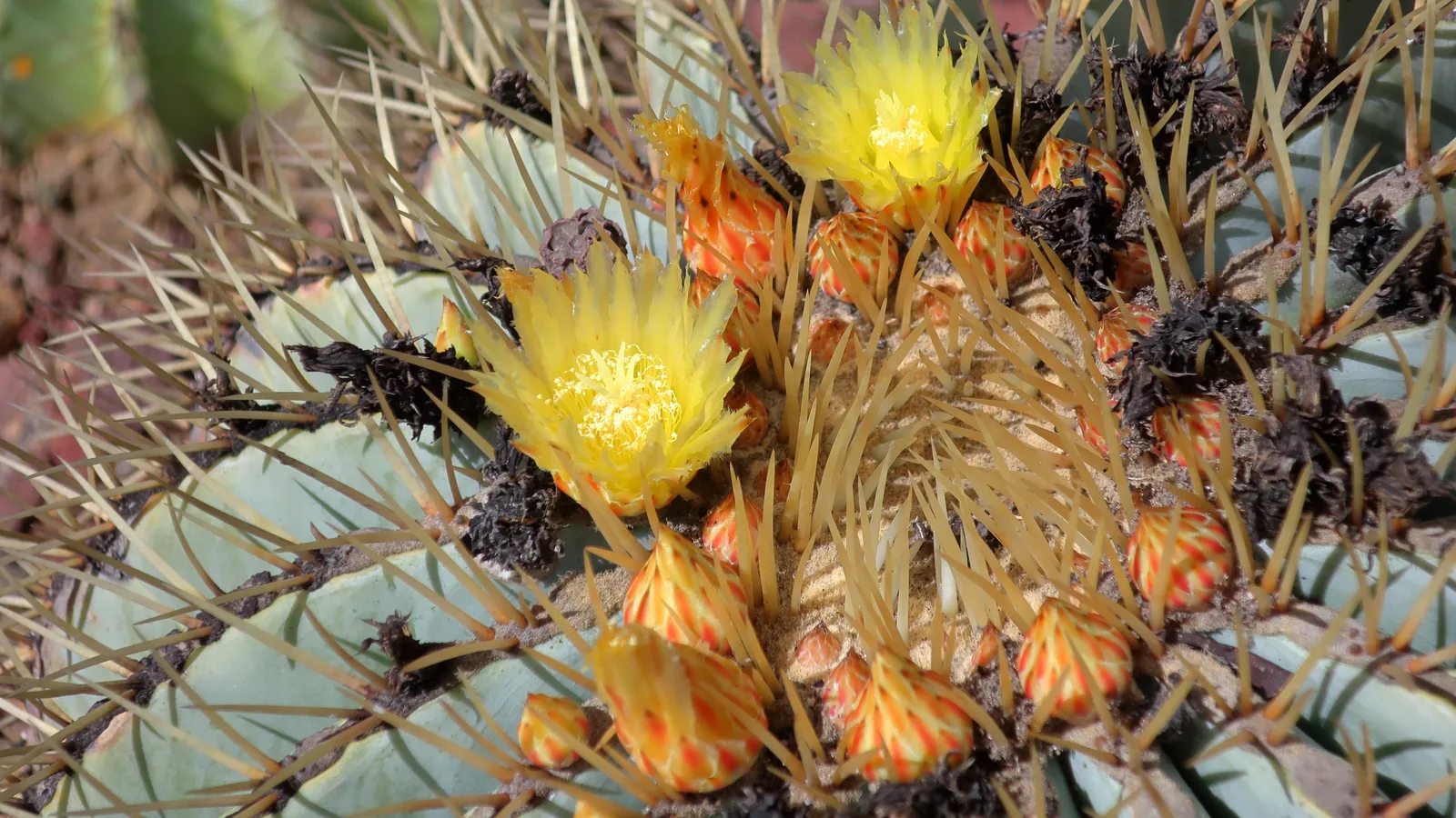 Blue Barrel Cactus (Ferocactus glaucescens)