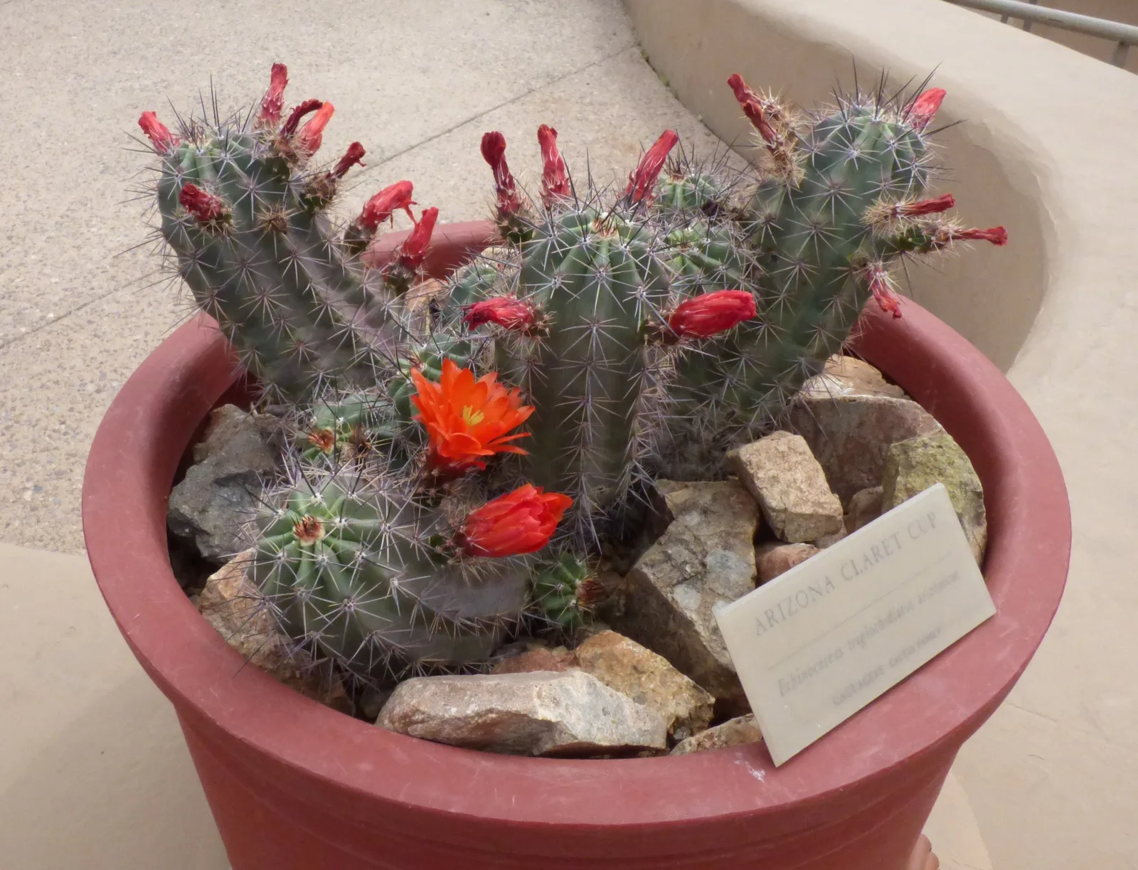 Claret Cup Cactus