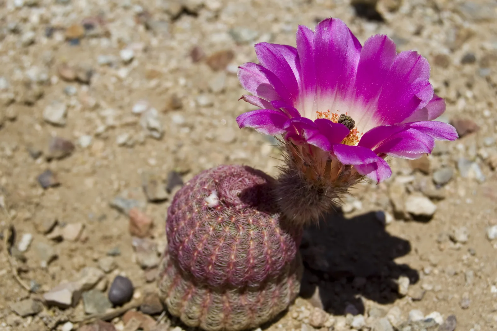 Rainbow Cactus