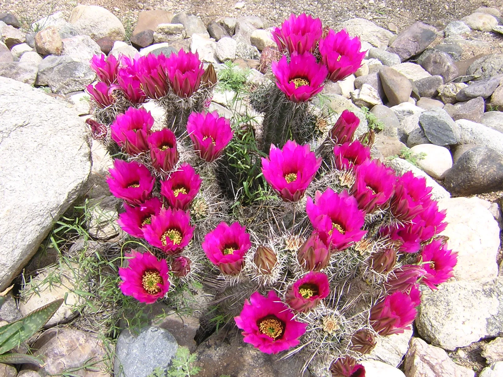 Hedgehog Cactus