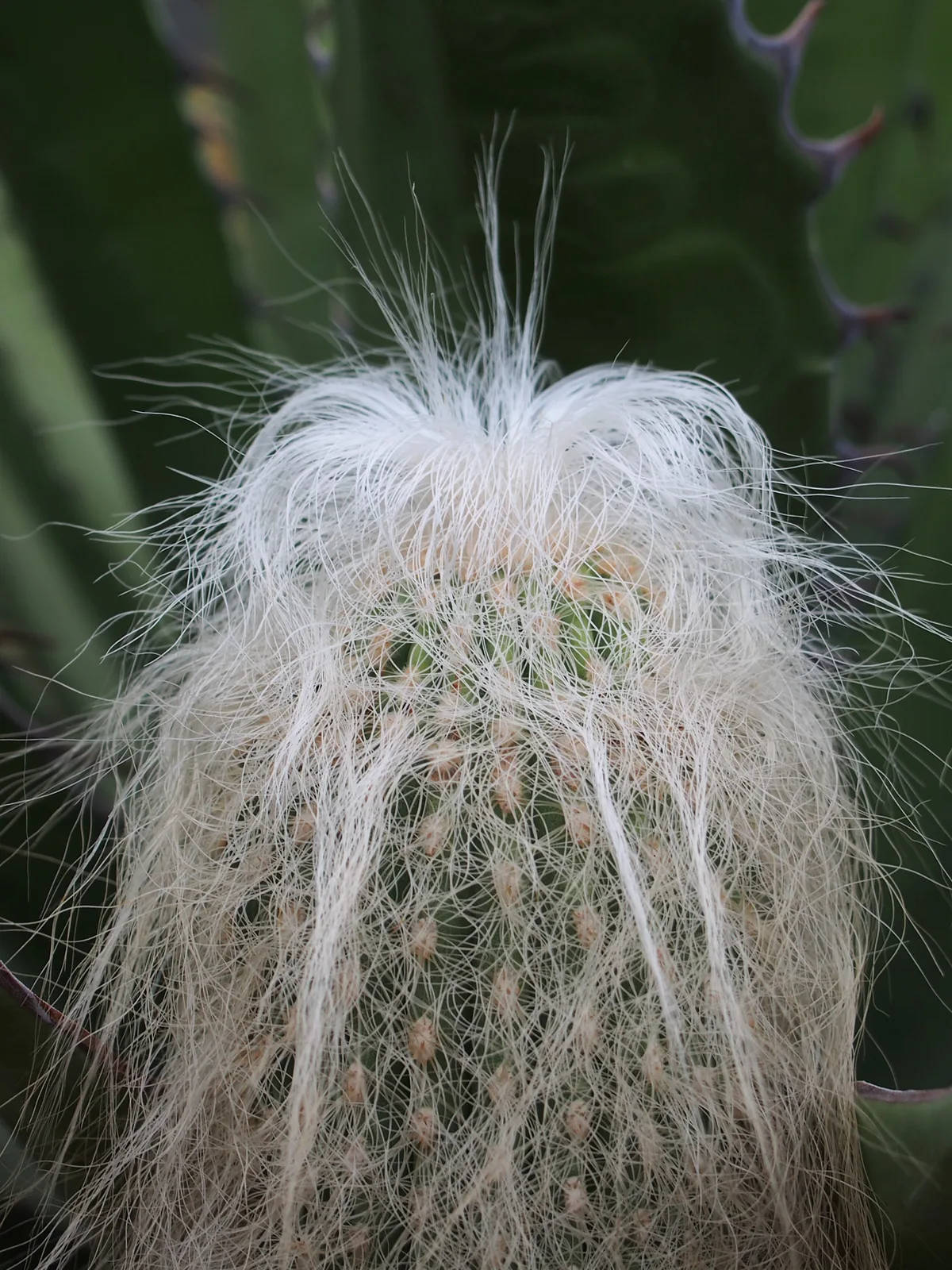 Old Man Cactus (Cephalocereus senilis)