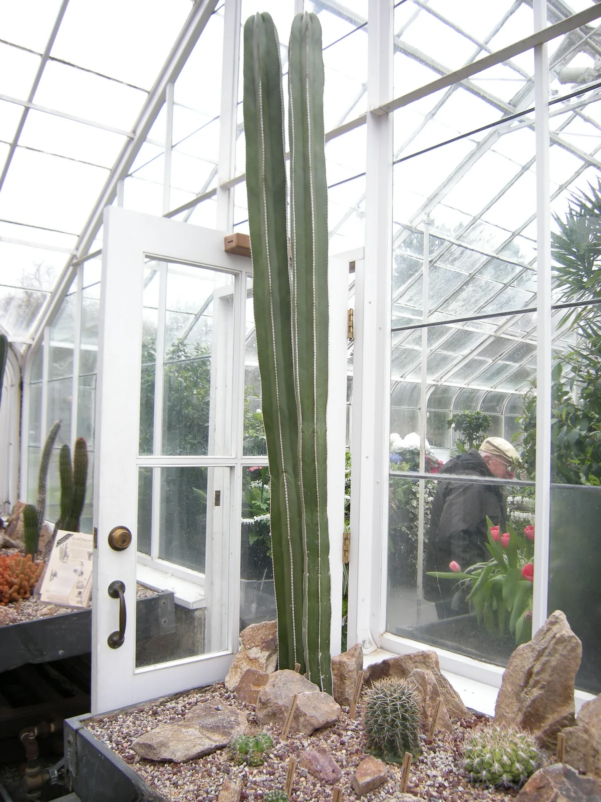 Mexican Fence Post Cactus (Pachycereus marginatus)
