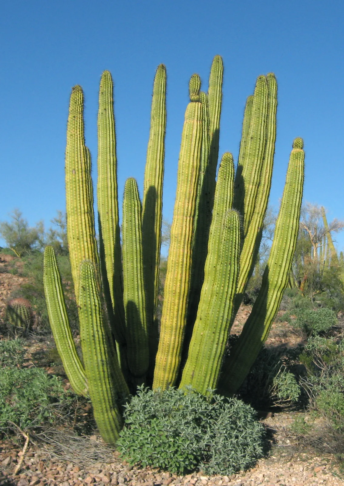 Organ Pipe Cactus (Stenocereus thurberi)