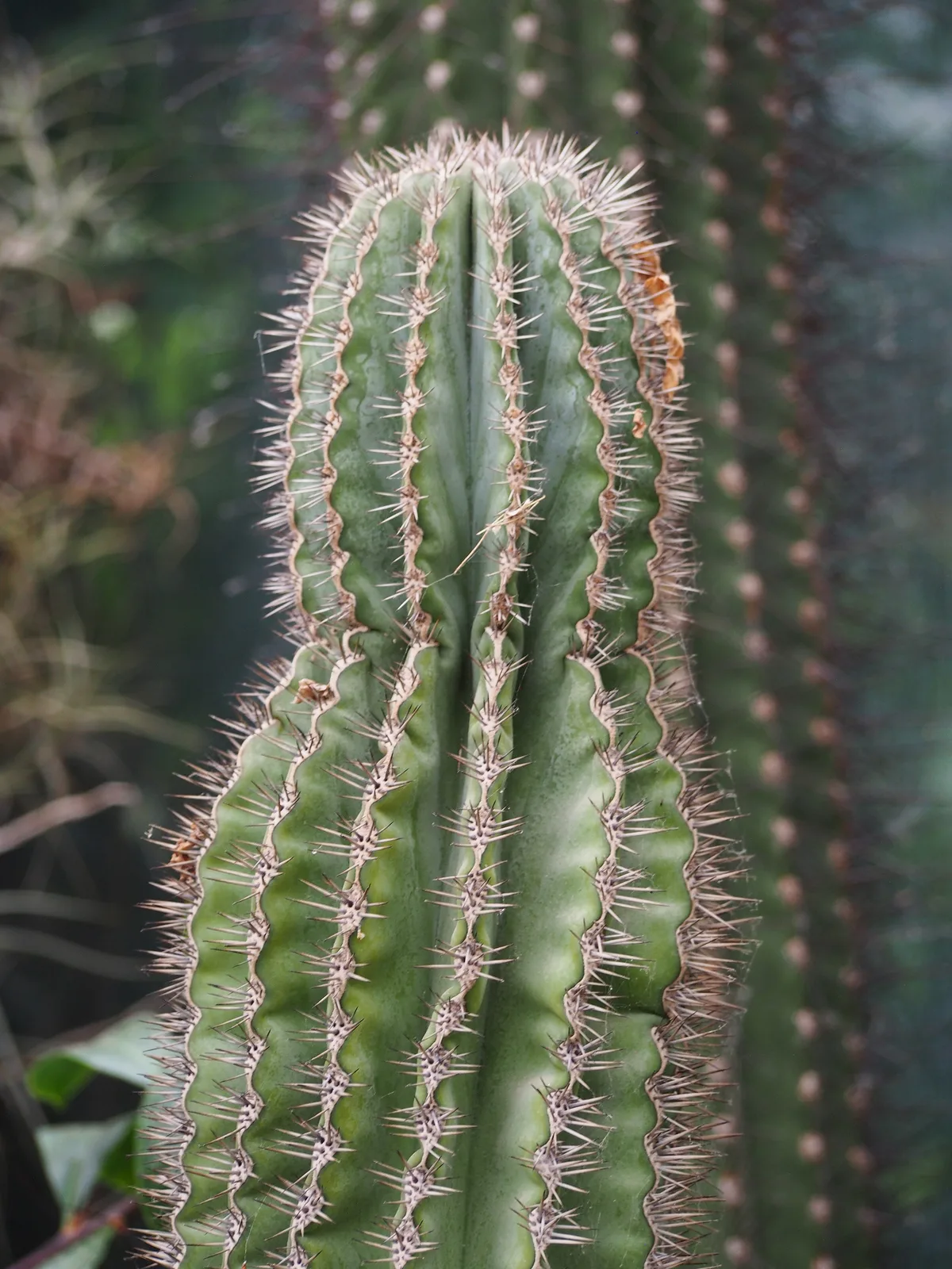 Mexican Giant Cardon