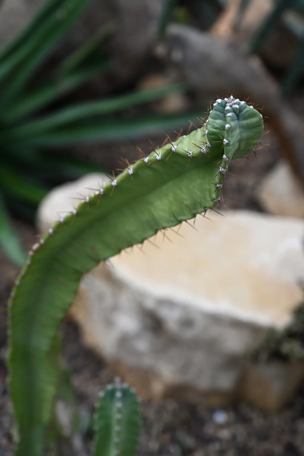 Peruvian Apple Cactus (Cereus repandus)