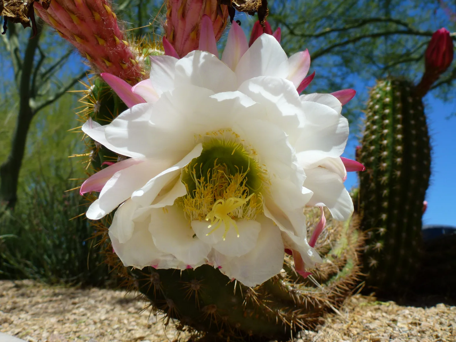 Argentine Giant Cactus (Echinopsis candicans)
