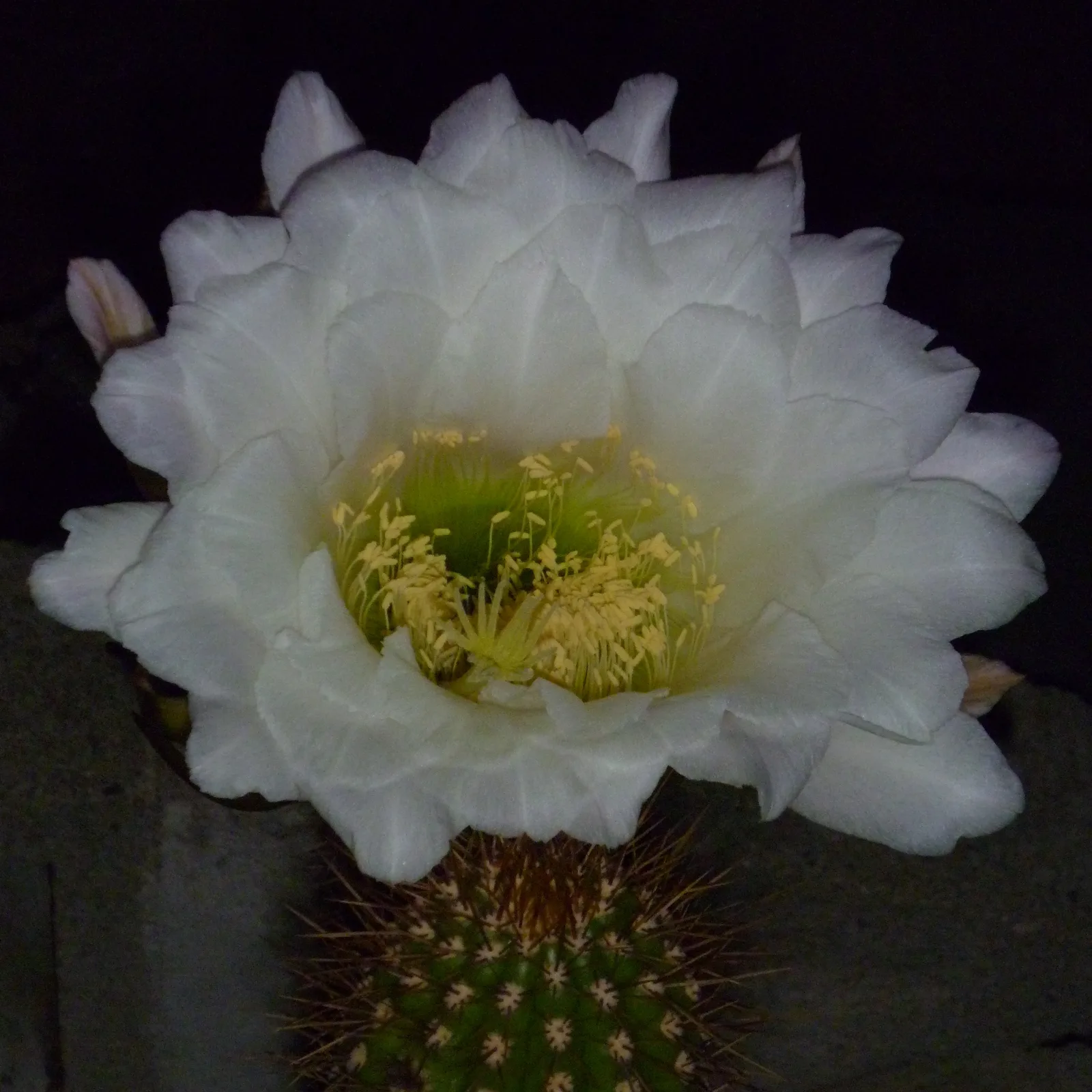 Torch Cactus (Echinopsis spachiana)