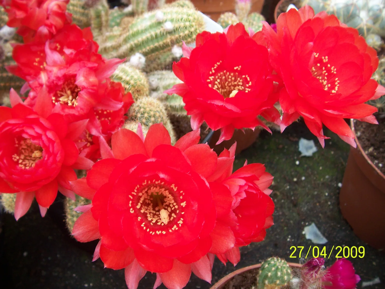 Peanut Cactus (Echinopsis chamaecereus)