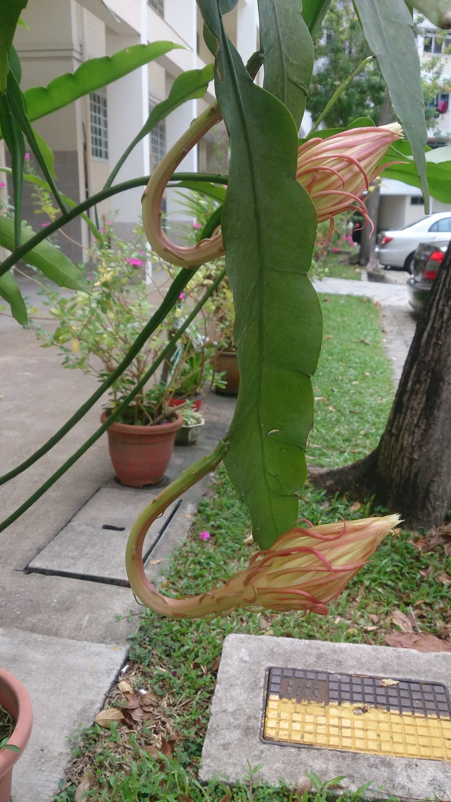 Queen of the Night (Epiphyllum oxypetalum)