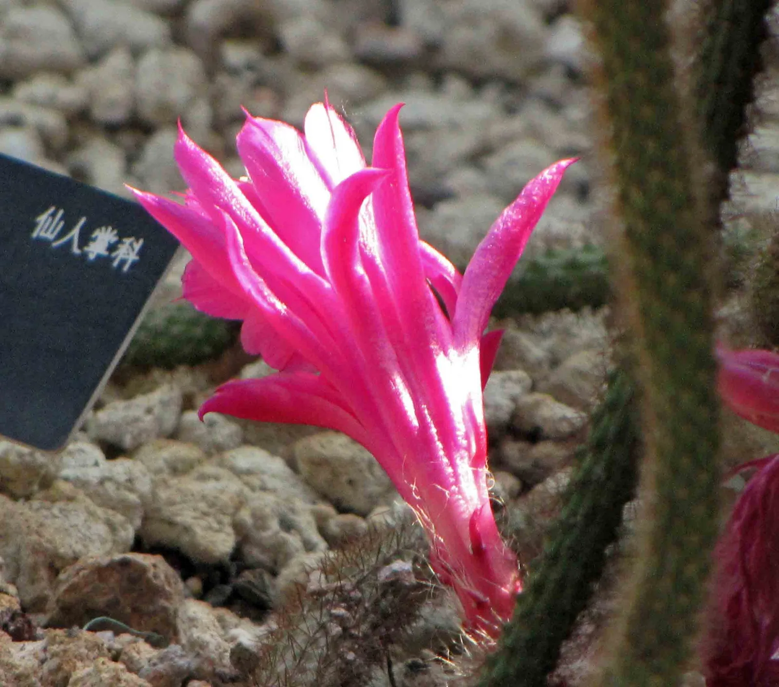 Rat Tail Cactus (Disocactus flagelliformis)