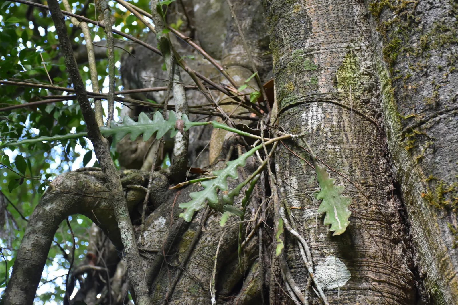Fishbone Cactus (Disocactus anguliger)