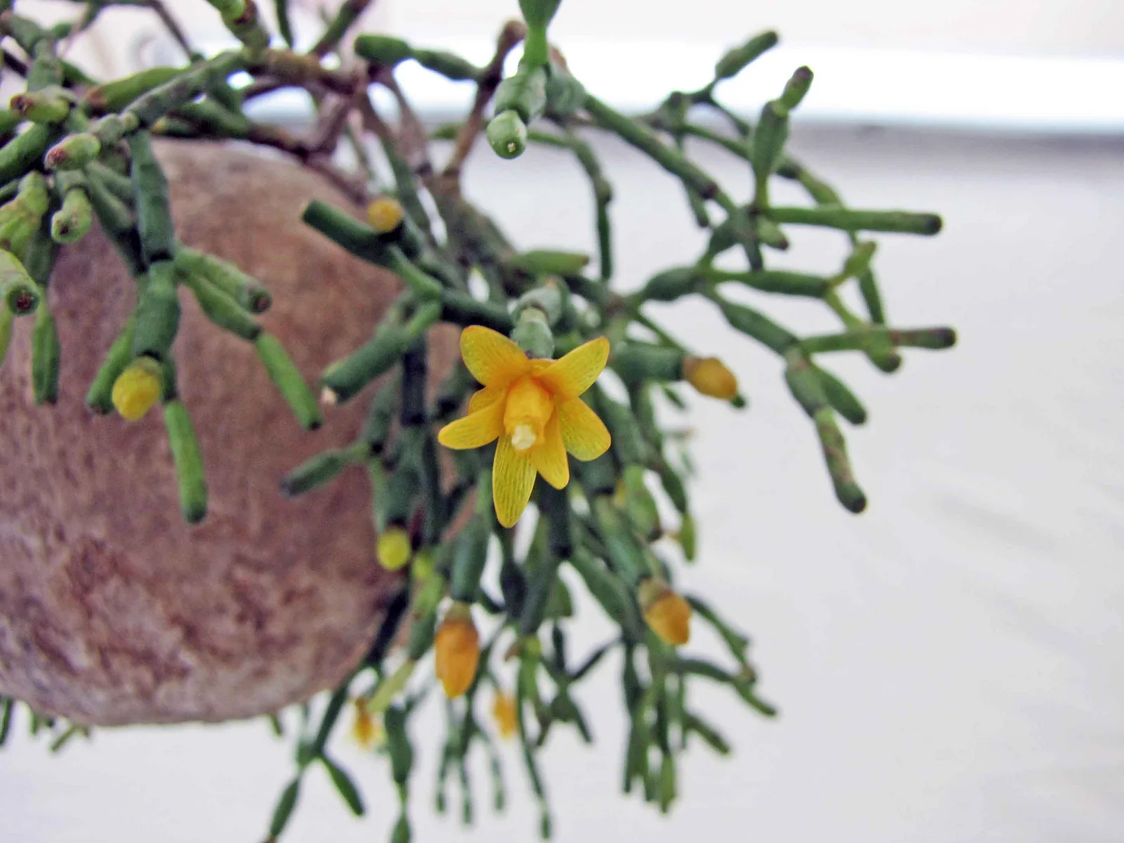 Dancing Bones Cactus (Hatiora salicornioides)