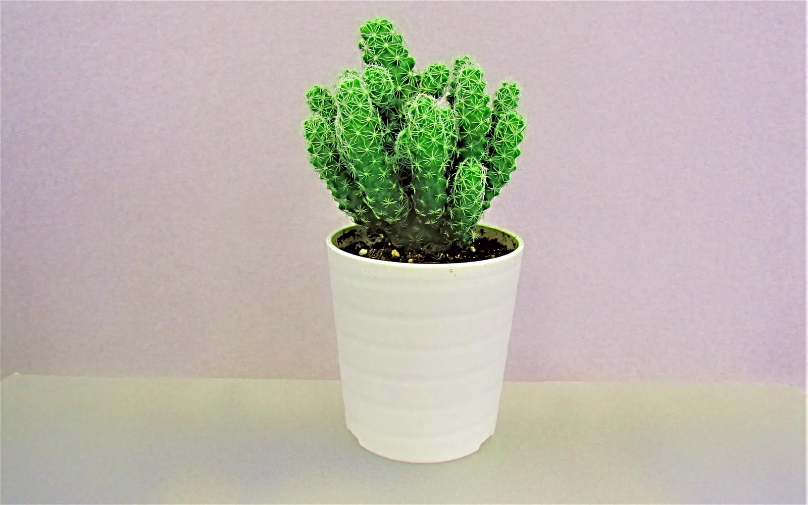 Thimble Cactus (Mammillaria gracilis)