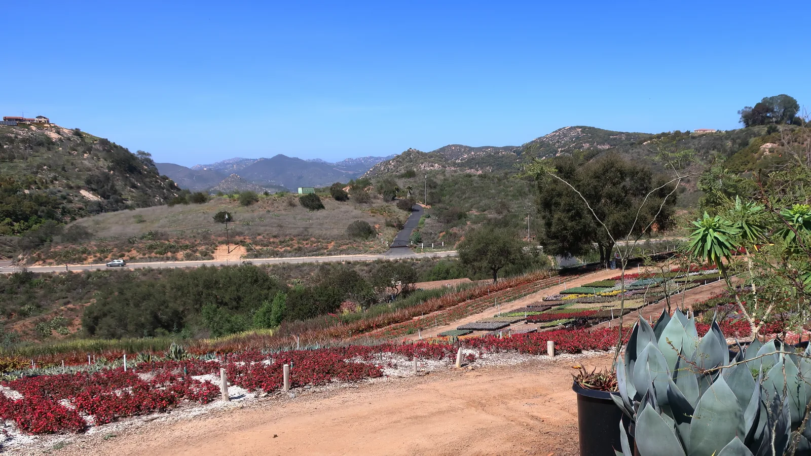 Artichoke Agave (Agave parryi var. truncata)