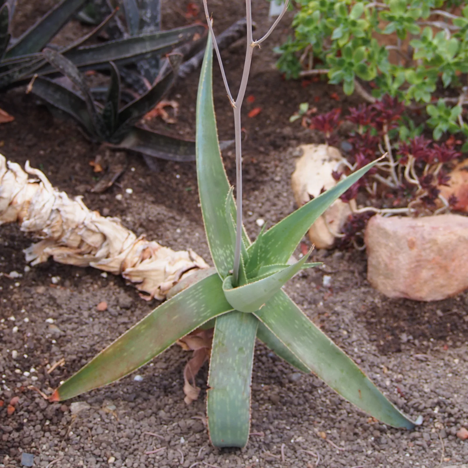 Coral Aloe (Aloe striata)