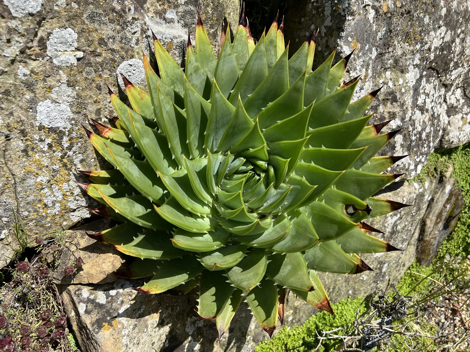 Spiral Aloe (Aloe polyphylla)