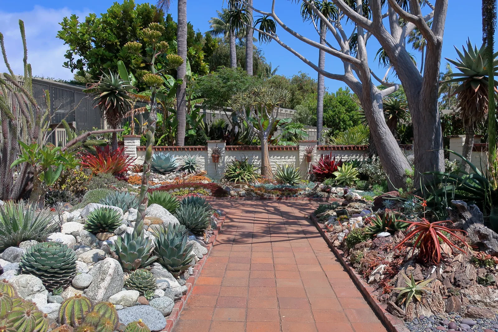 Tree Aloe (Aloidendron barberae)