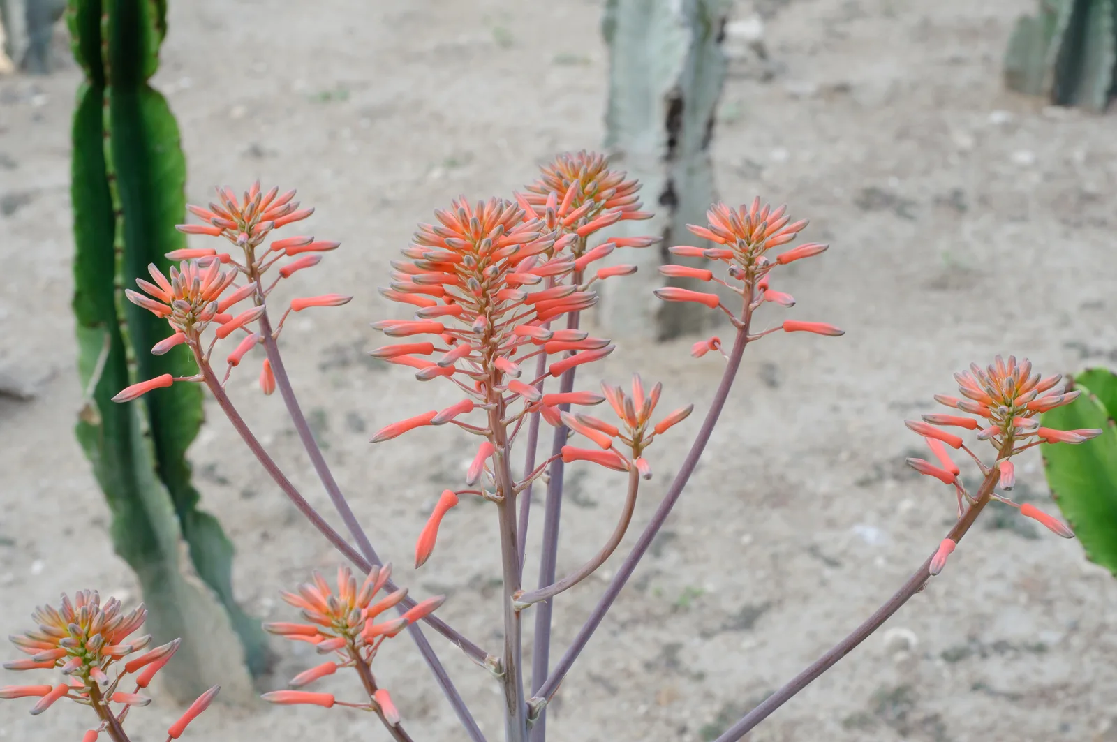 Soap Aloe (Aloe maculata)