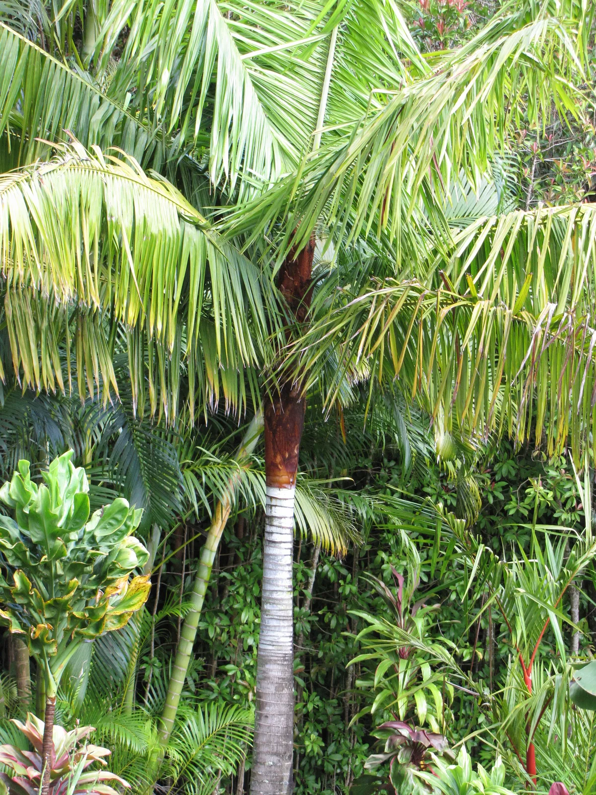Teddy Bear Palm (Dypsis leptocheilos)