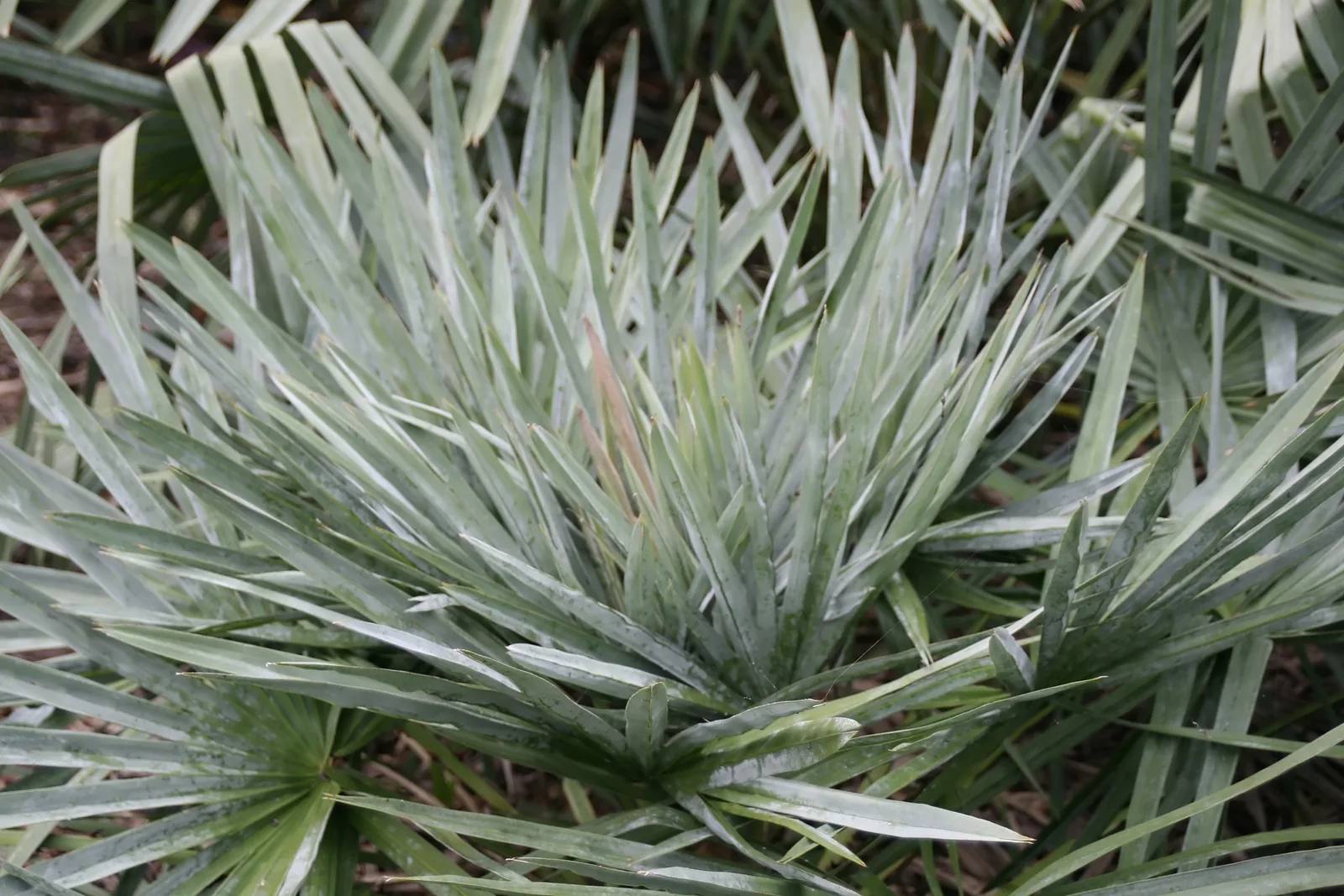Caranday Palm (Copernicia alba)