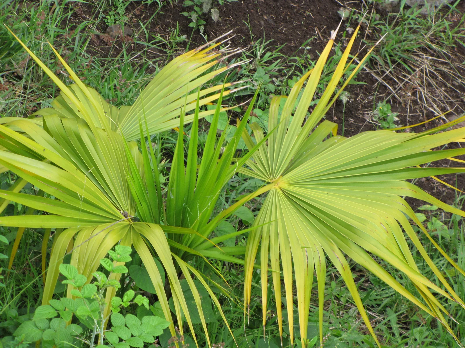 Florida Thatch Palm (Thrinax radiata)