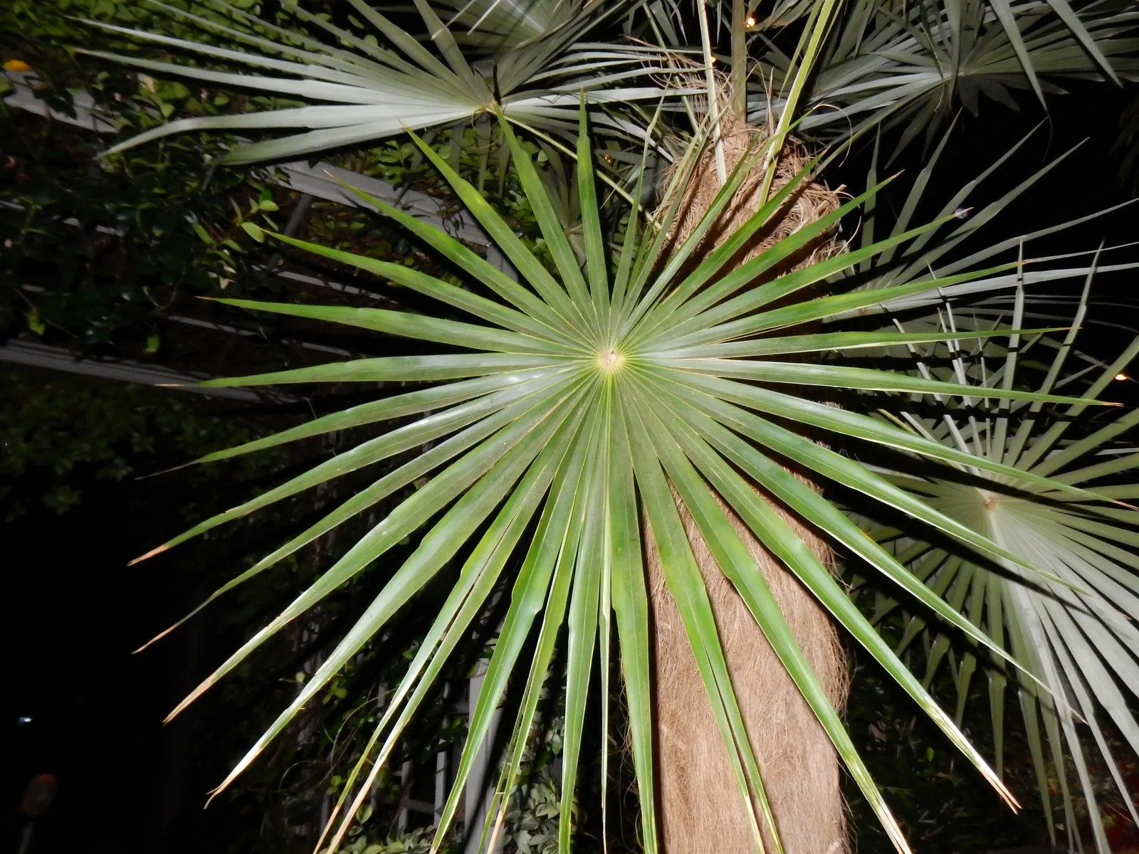 Old Man Palm