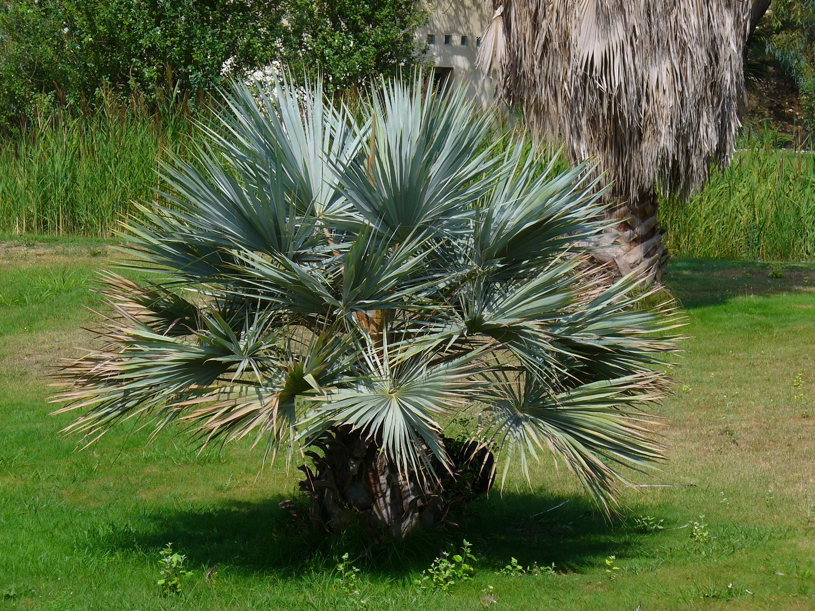 Mexican Blue Palm