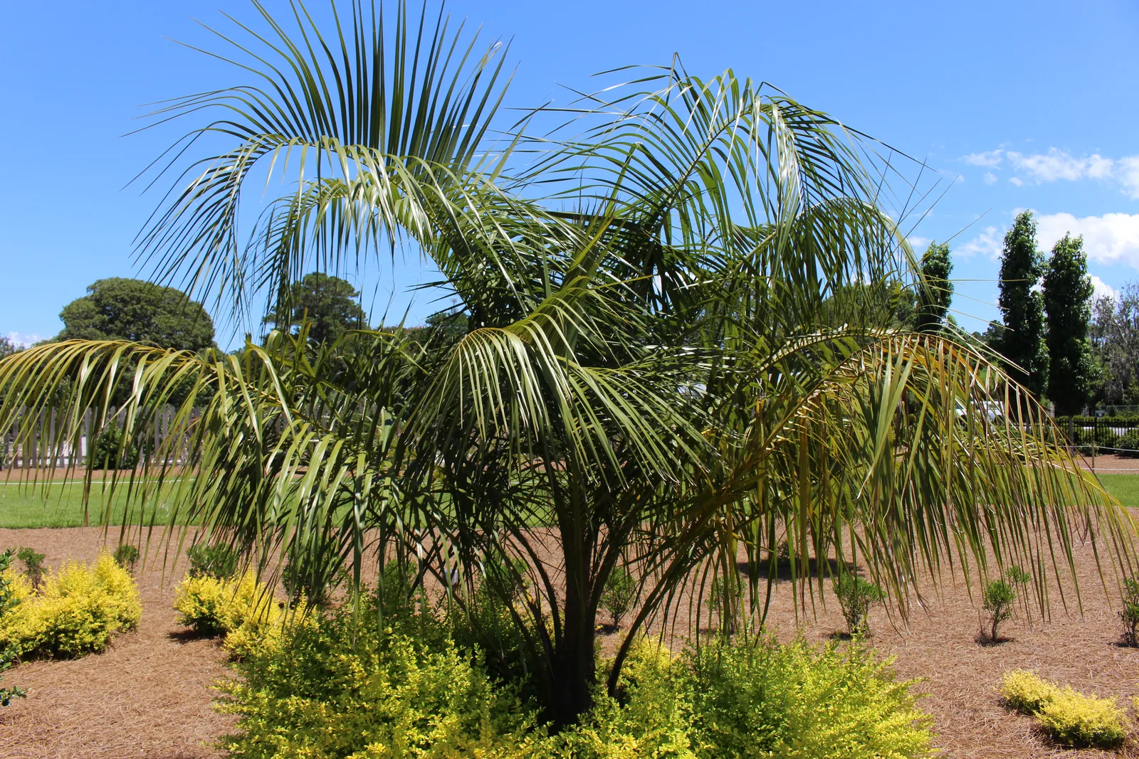 Mule Palm (Butiagrus nabonnandii)