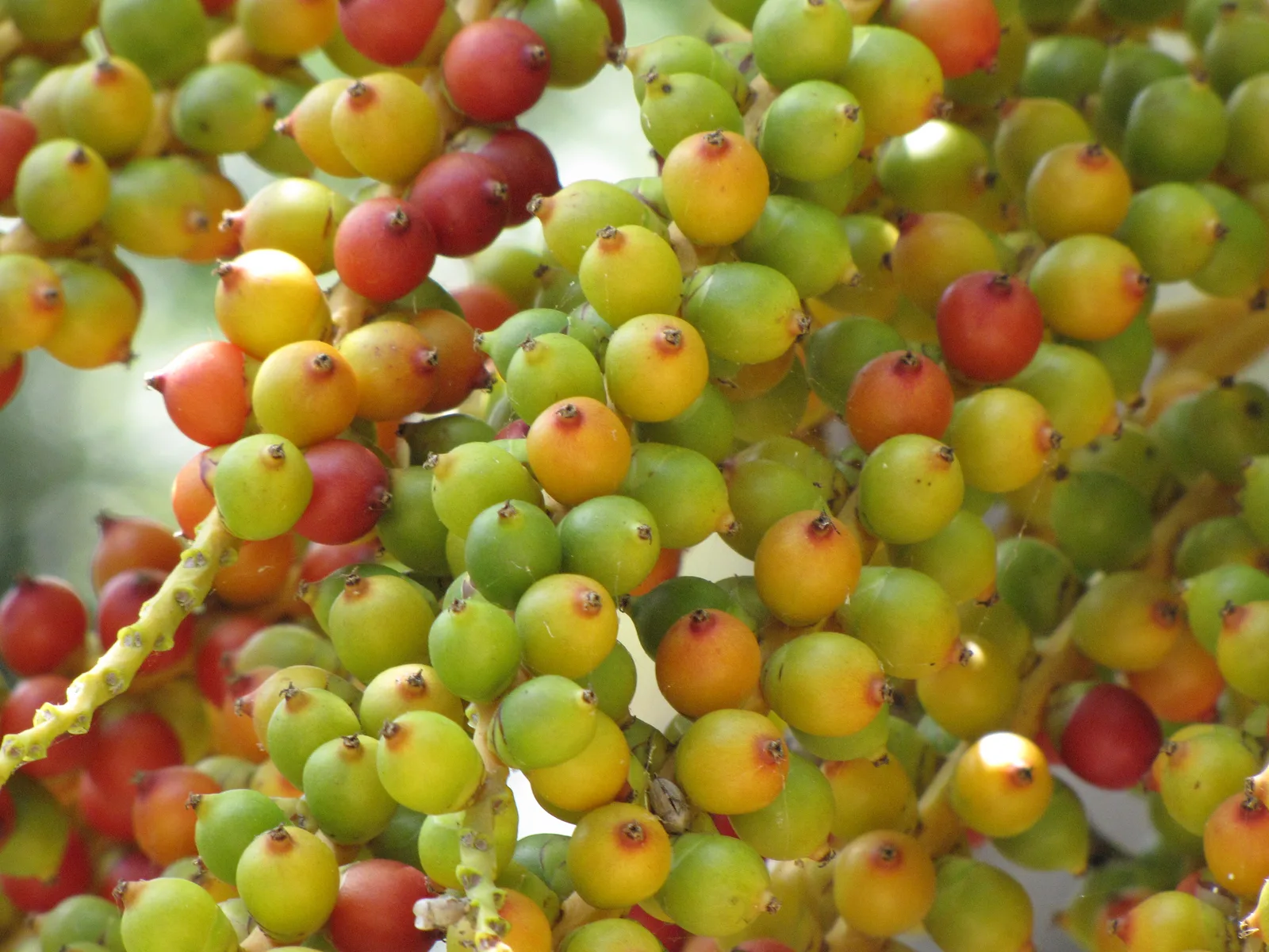 Macarthur Palm (Ptychosperma macarthurii)