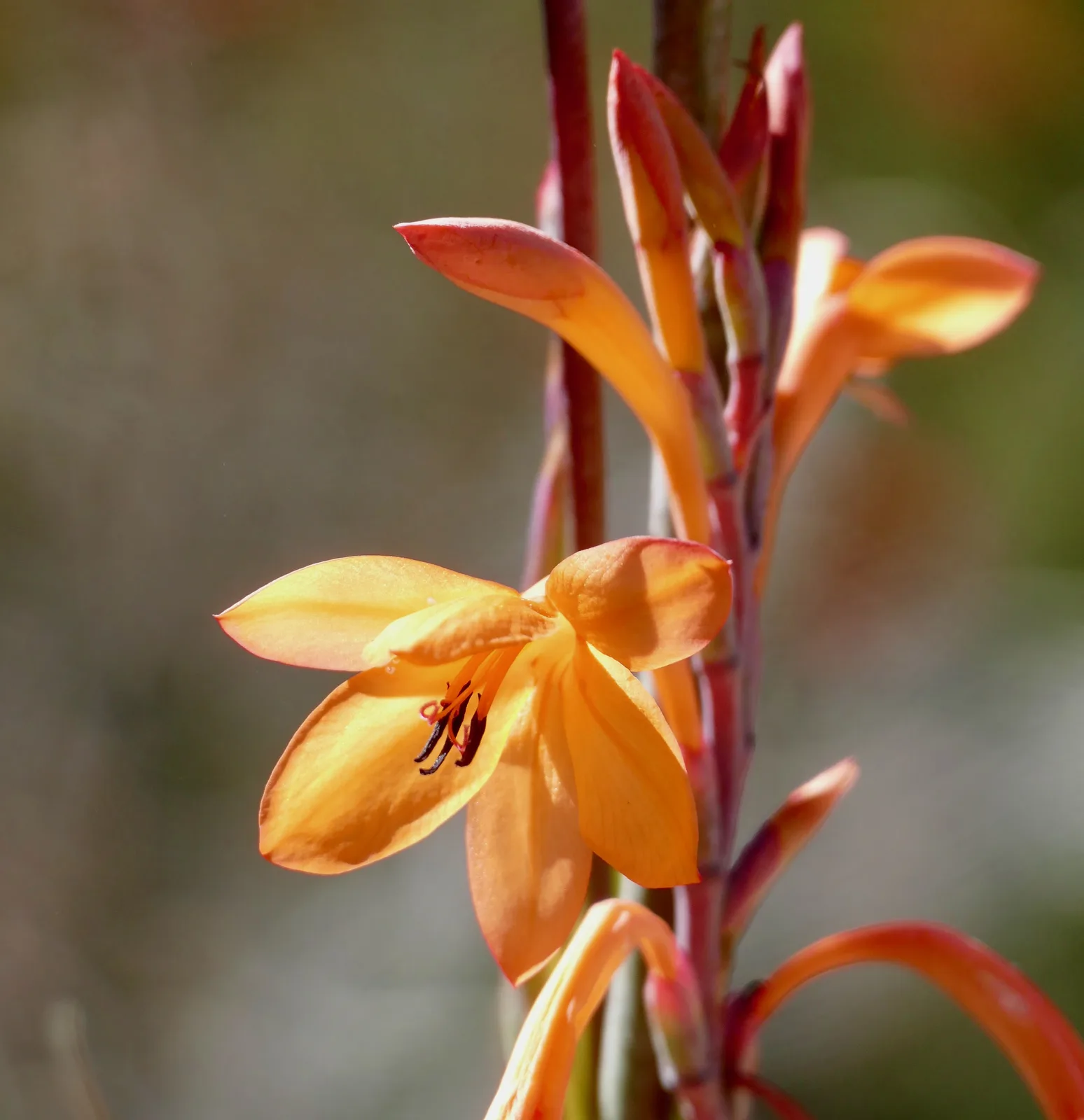 Table Mountain Watsonia (Watsonia tabularis)