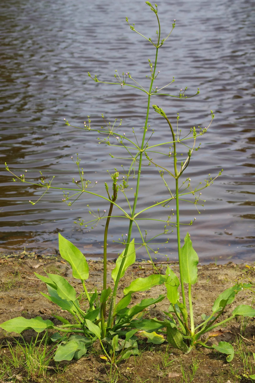 Water Plantain