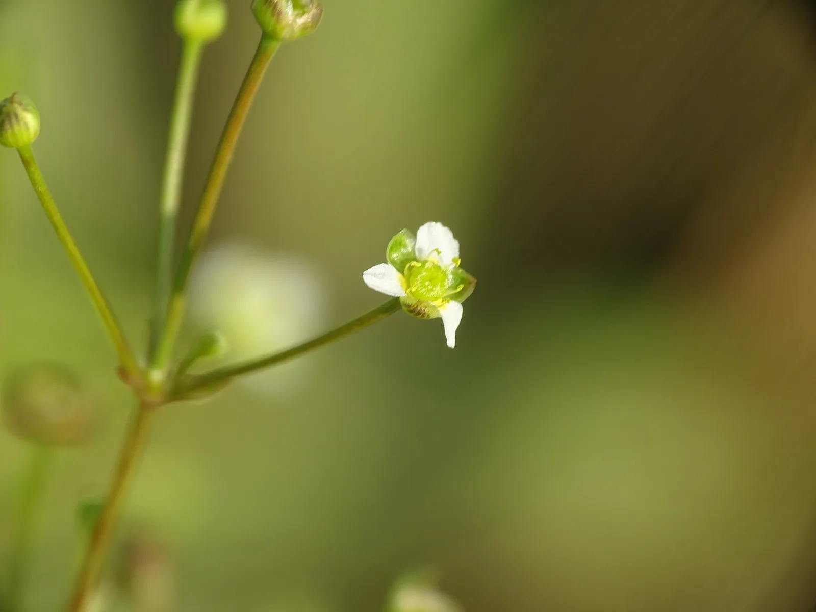 American Water Plantain (Alisma subcordatum)