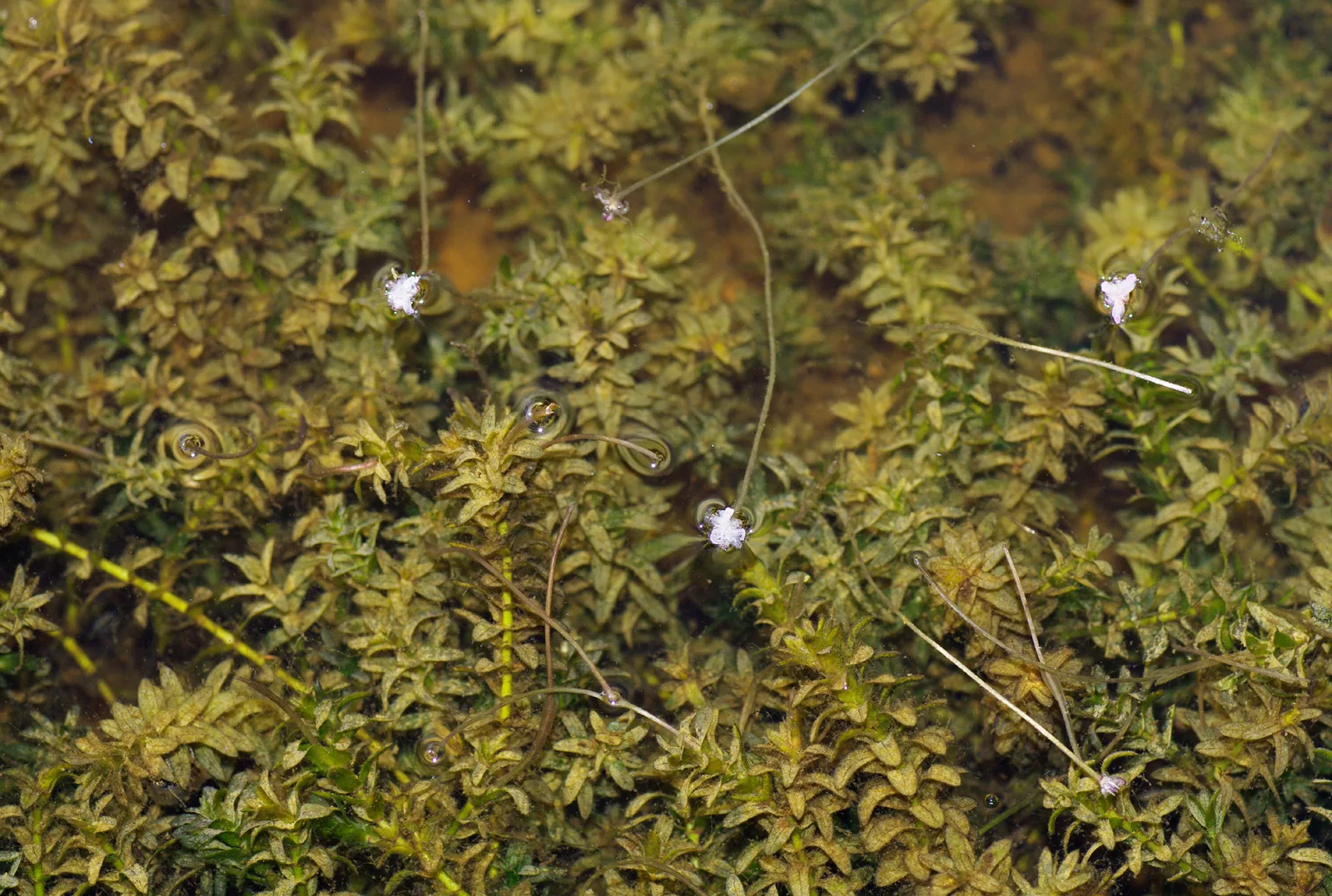 Canadian Waterweed
