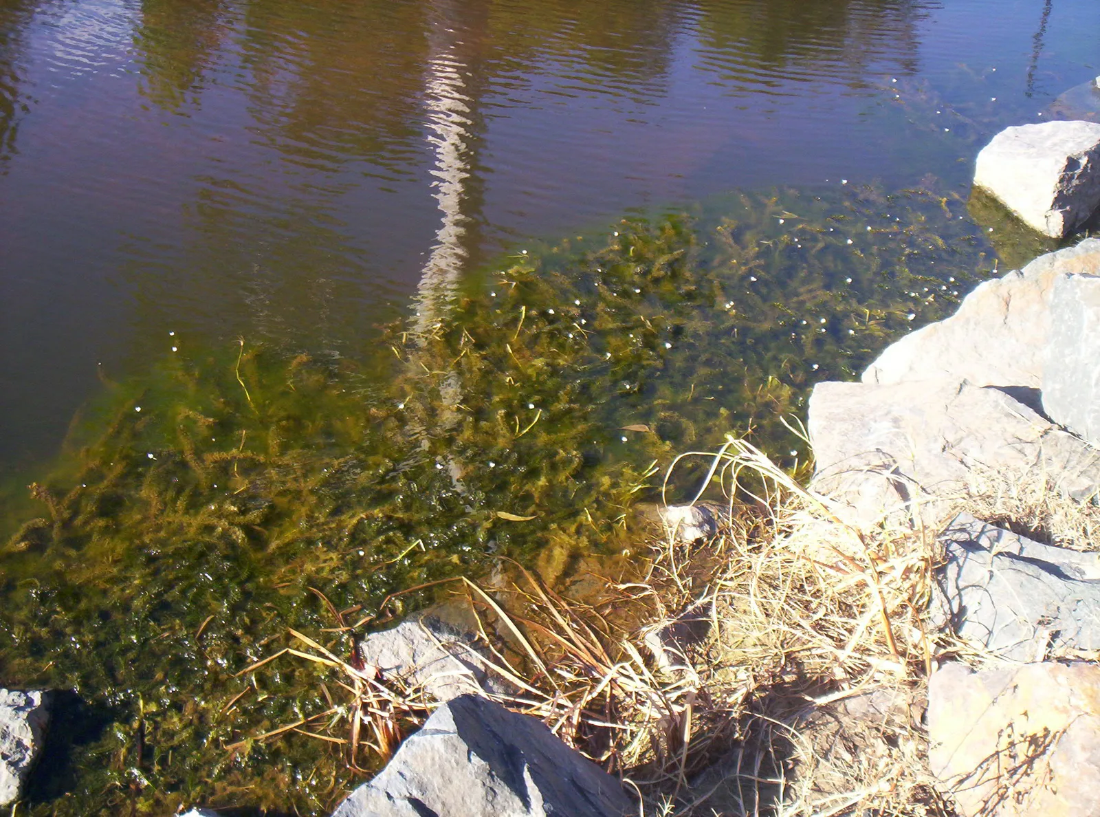 Brazilian Waterweed