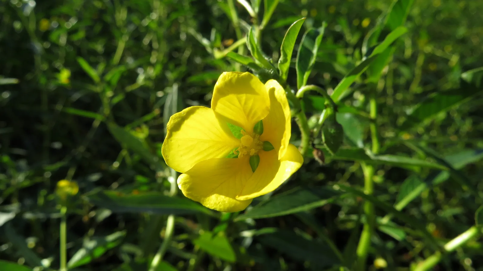 Water Primrose