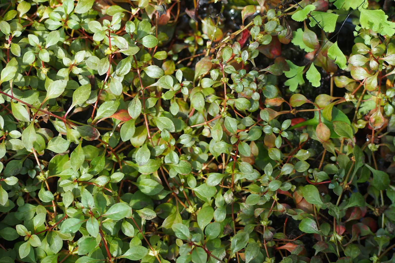 Marsh Seedbox (Ludwigia palustris)