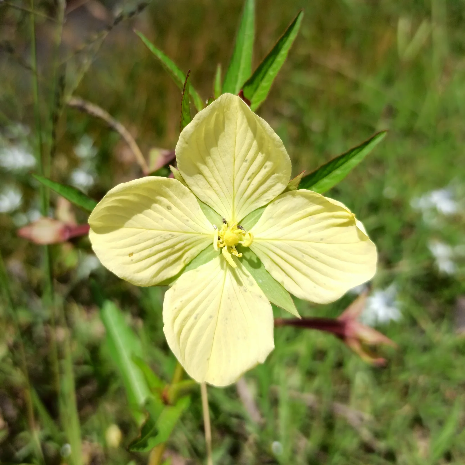 Mexican Primrose Willow (Ludwigia octovalvis)