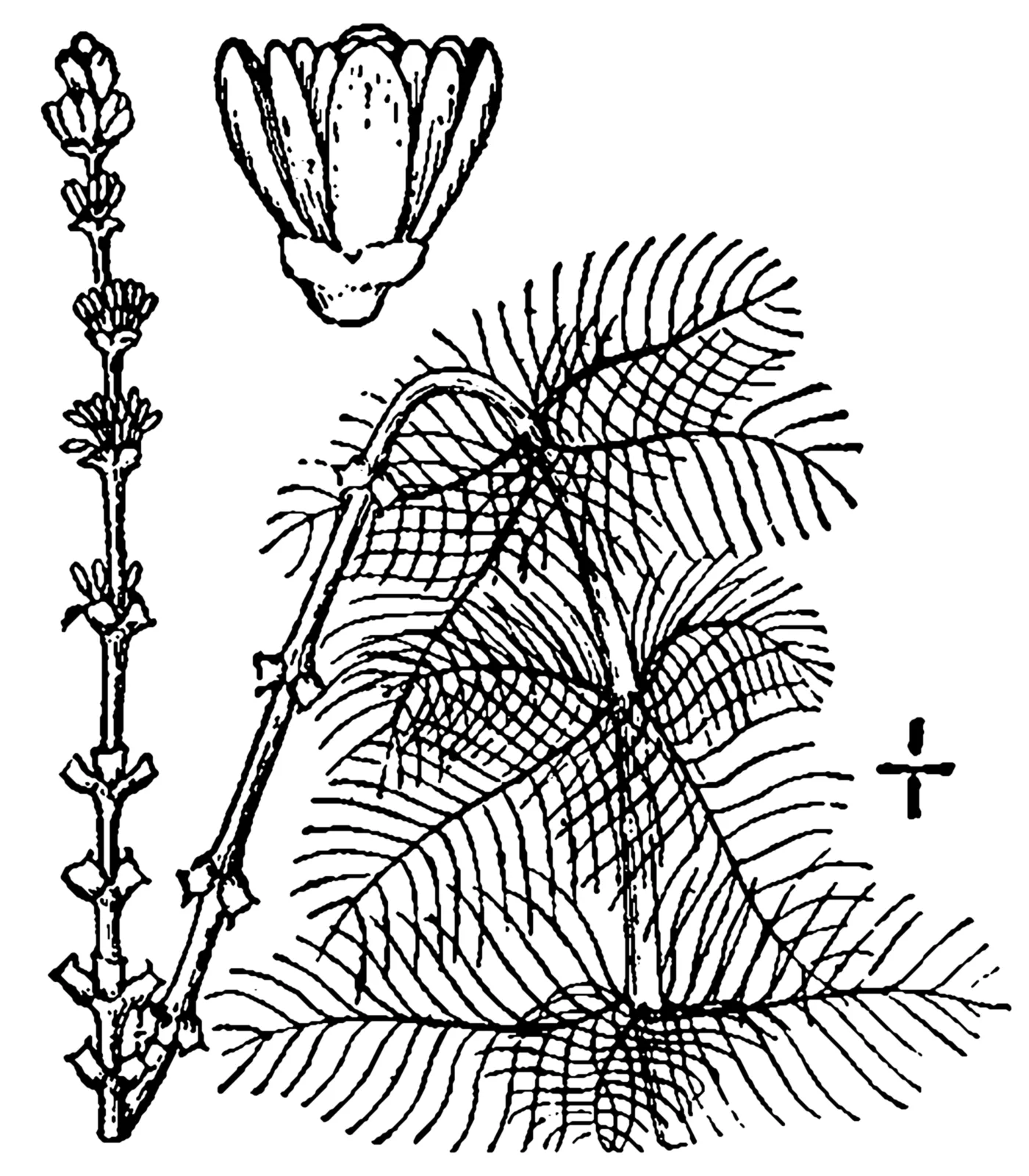 Eurasian Watermilfoil (Myriophyllum spicatum)